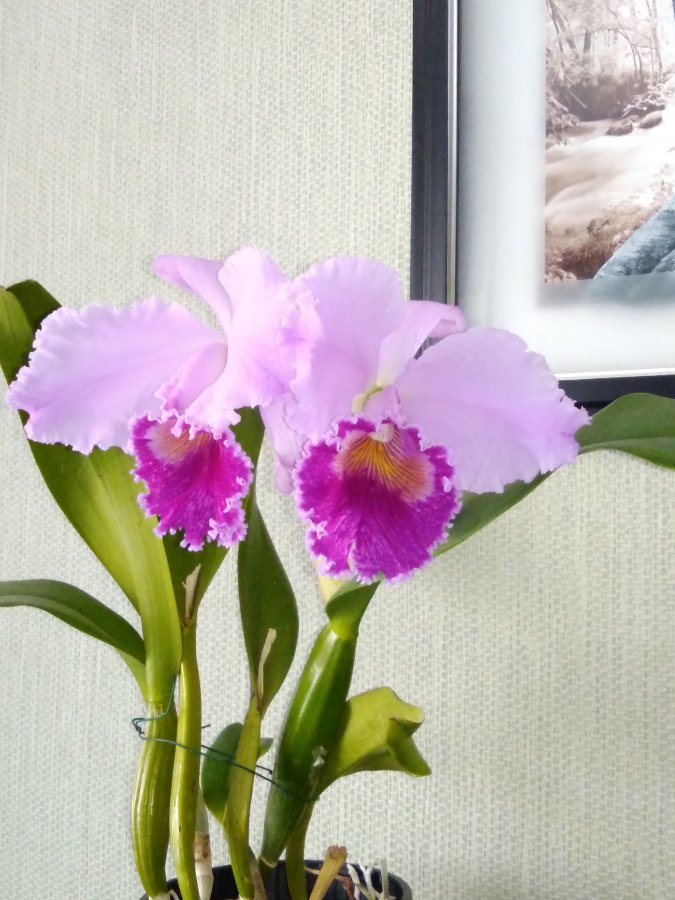 Re: Каттлея (Cattleya) - 2 - королева среди орхидей. 