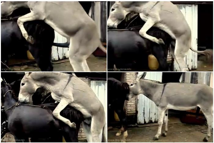 Donkey Horse Mating El Burro Y La Caballa - Horse Bestiality Porn.